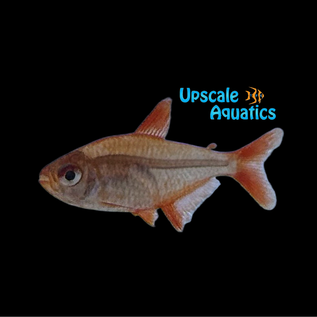 Muzel Red Cherry Tetra (Hyphessobrycon cf. pulchripinnis)