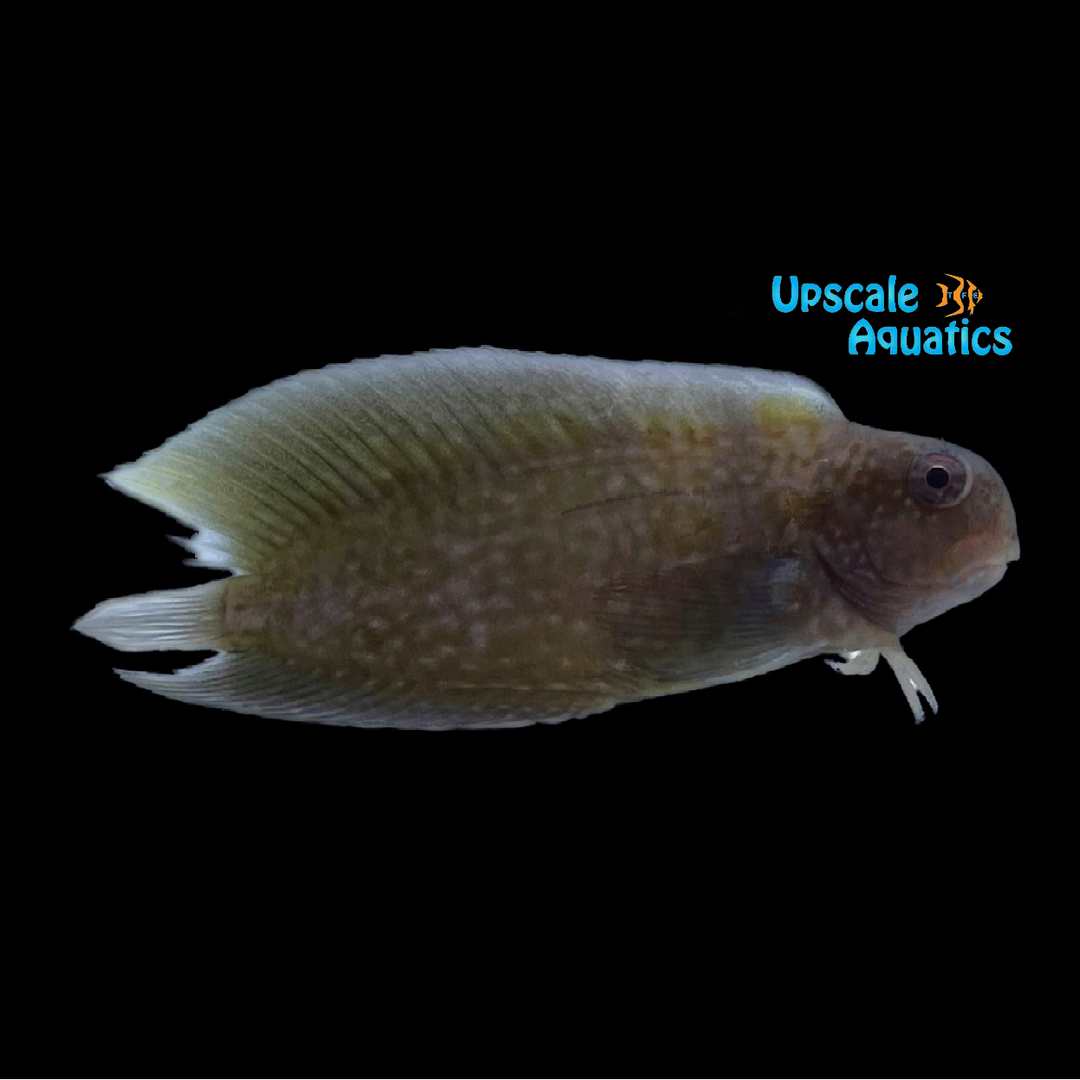 Black Sailfin Blenny (Atrosalarias fuscus)