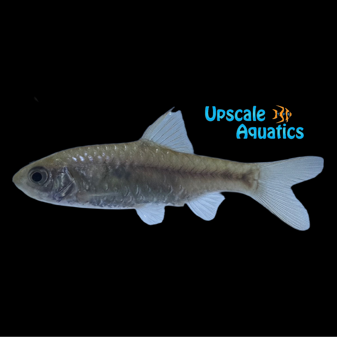 Shalyni Barb (Pythia shalynius)