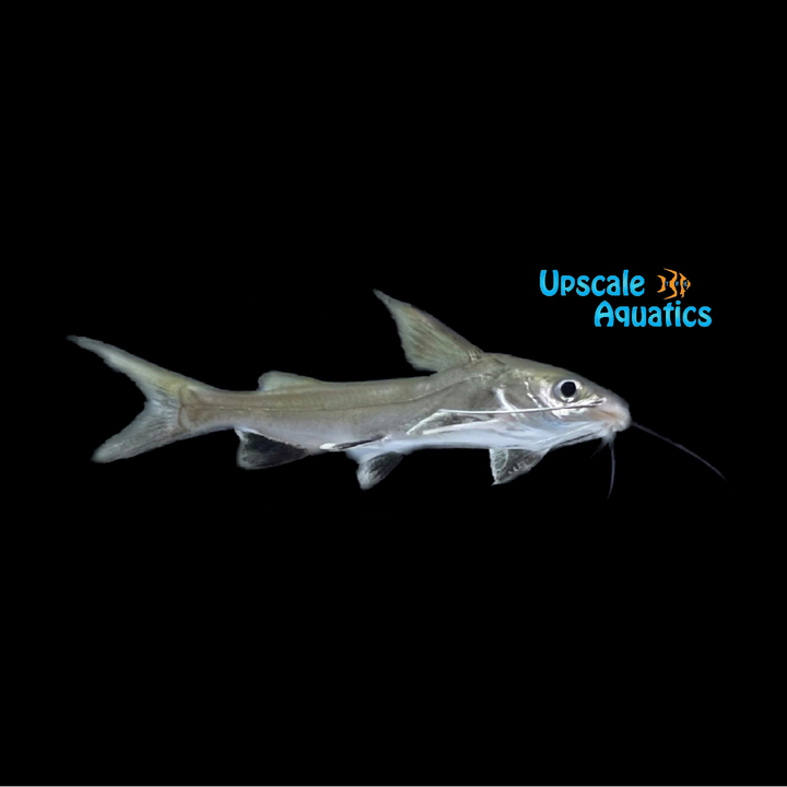 Colombian Shark (Ariopsis seemanni)