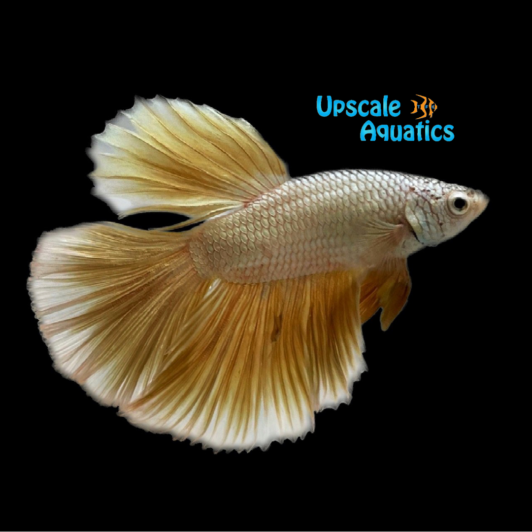 Gold Dragon Halfmoon Betta - Male (Betta splendens)