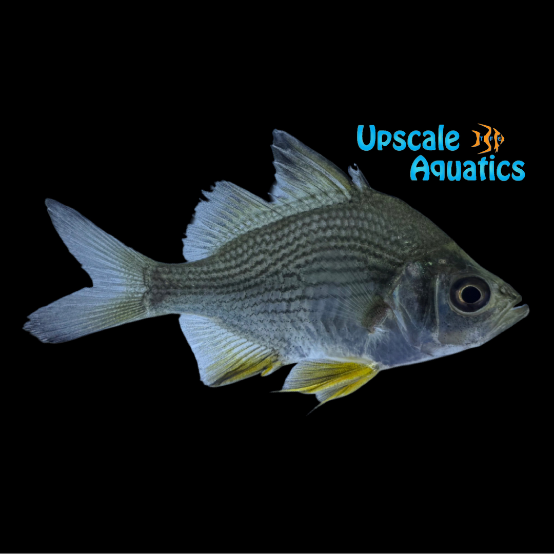 Giant Glassfish (Parambassis gulliveri)