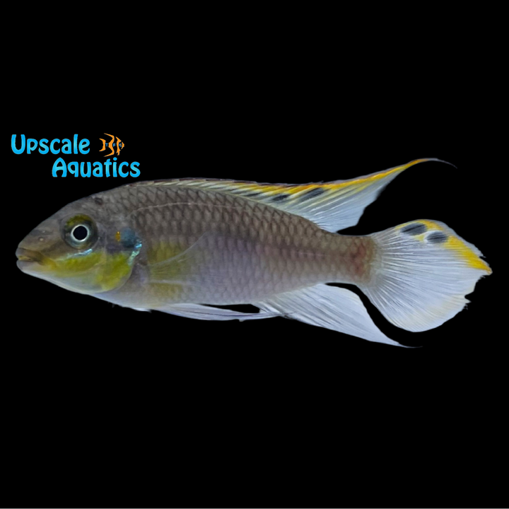 Kribensis Cichlid (Pelvicachromis pulcher)