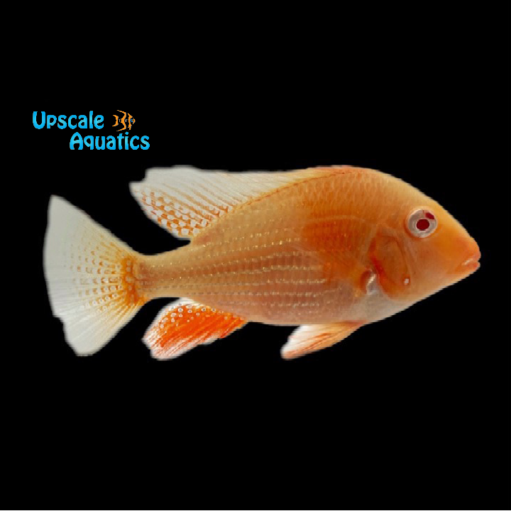 Albino Luo Han Heckelii Cichlid (Acarichthys heckelii)