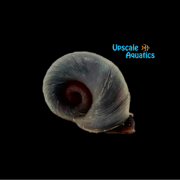 Blue Ramshorn Snail (Planorbarius corneus)