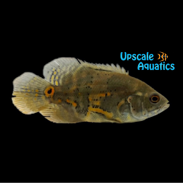 Wild Type Oscar (Astronotus ocellatus)