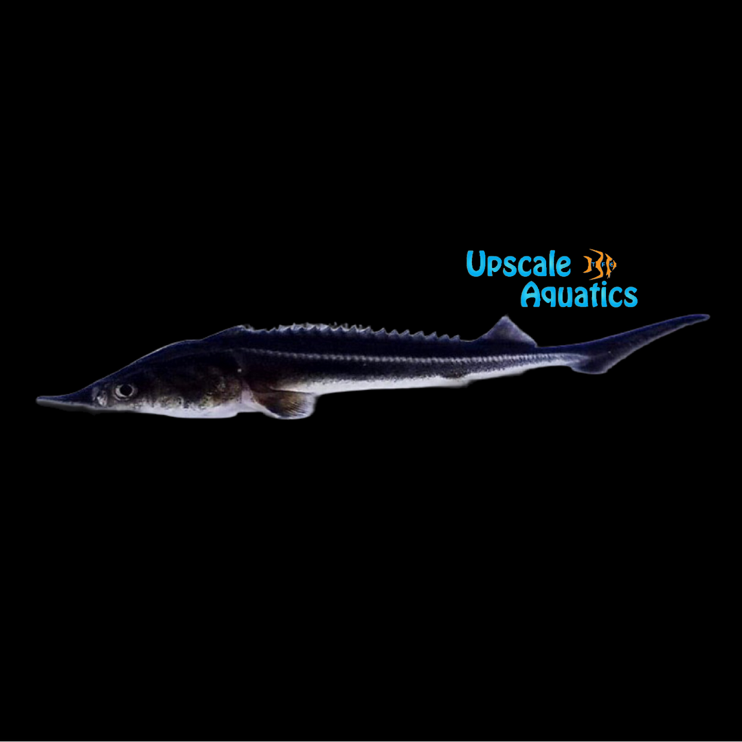 Sterlet Sturgeon (Acipenser ruthenus)