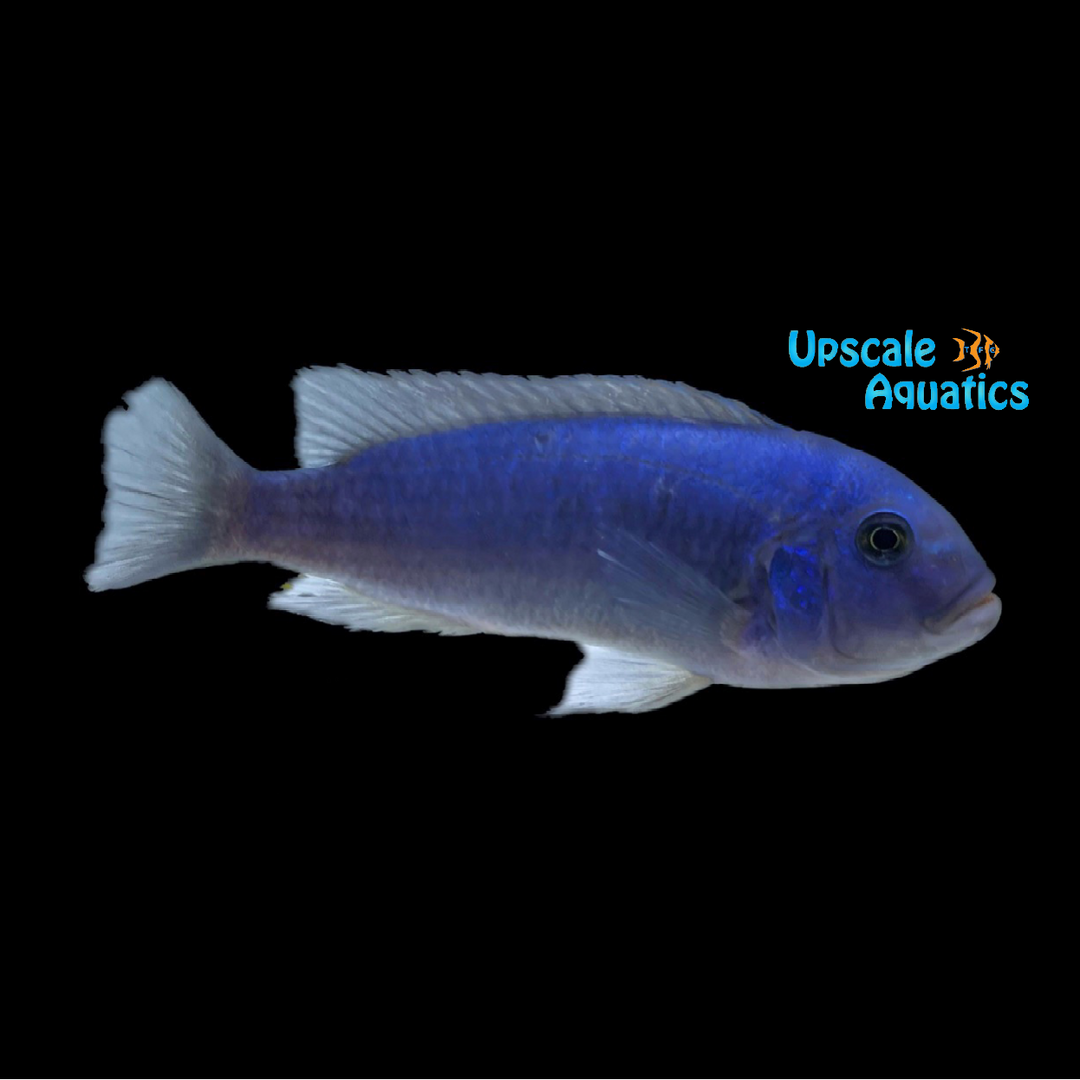 Cobalt Blue Zebra Cichlid (Metriaclima callainos)