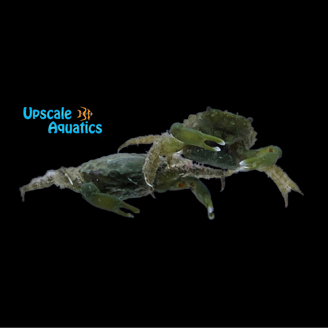Emerald Crab (Mithraculus sculptus)