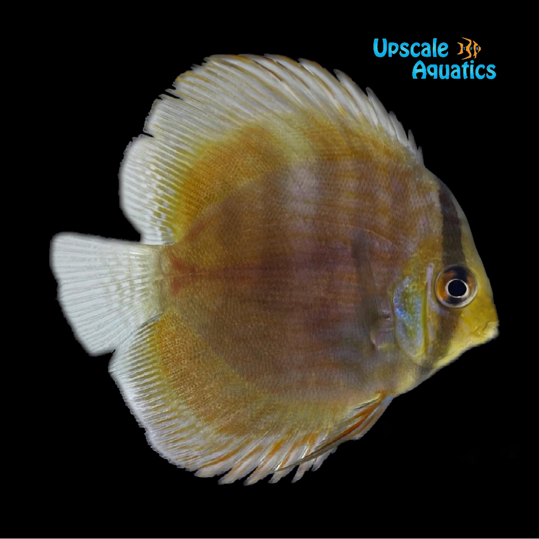 Blue Face Heckel Discus - Wild (Symphysodon discus 'Nova Airao')
