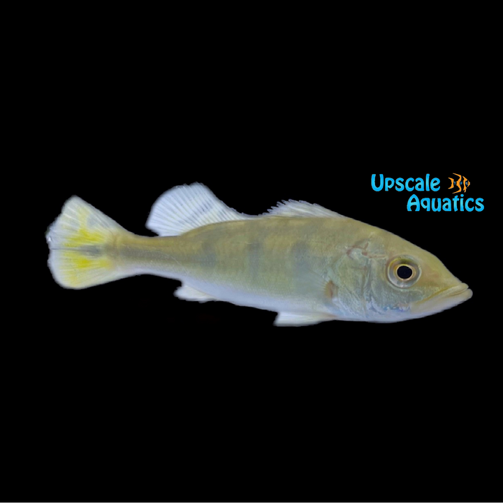 Azul Peacock Bass (Cichla piquiti)