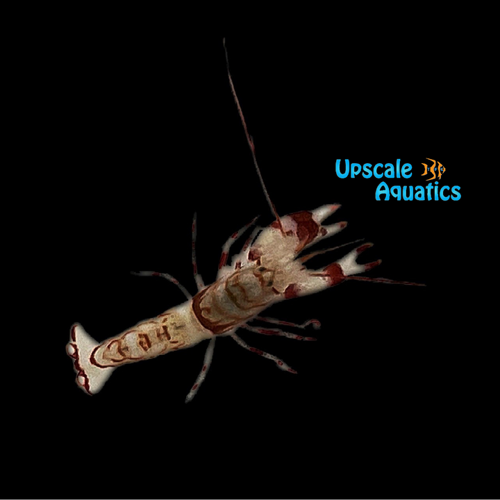 Candy Cane Pistol Shrimp (Alpheus sp.)