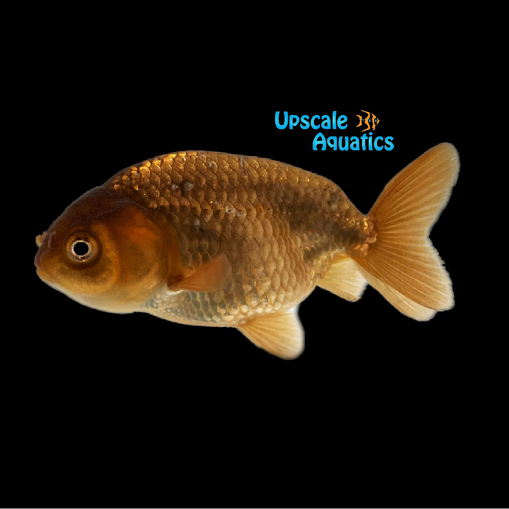 Assorted Ranchu Goldfish (Carassius auratus)