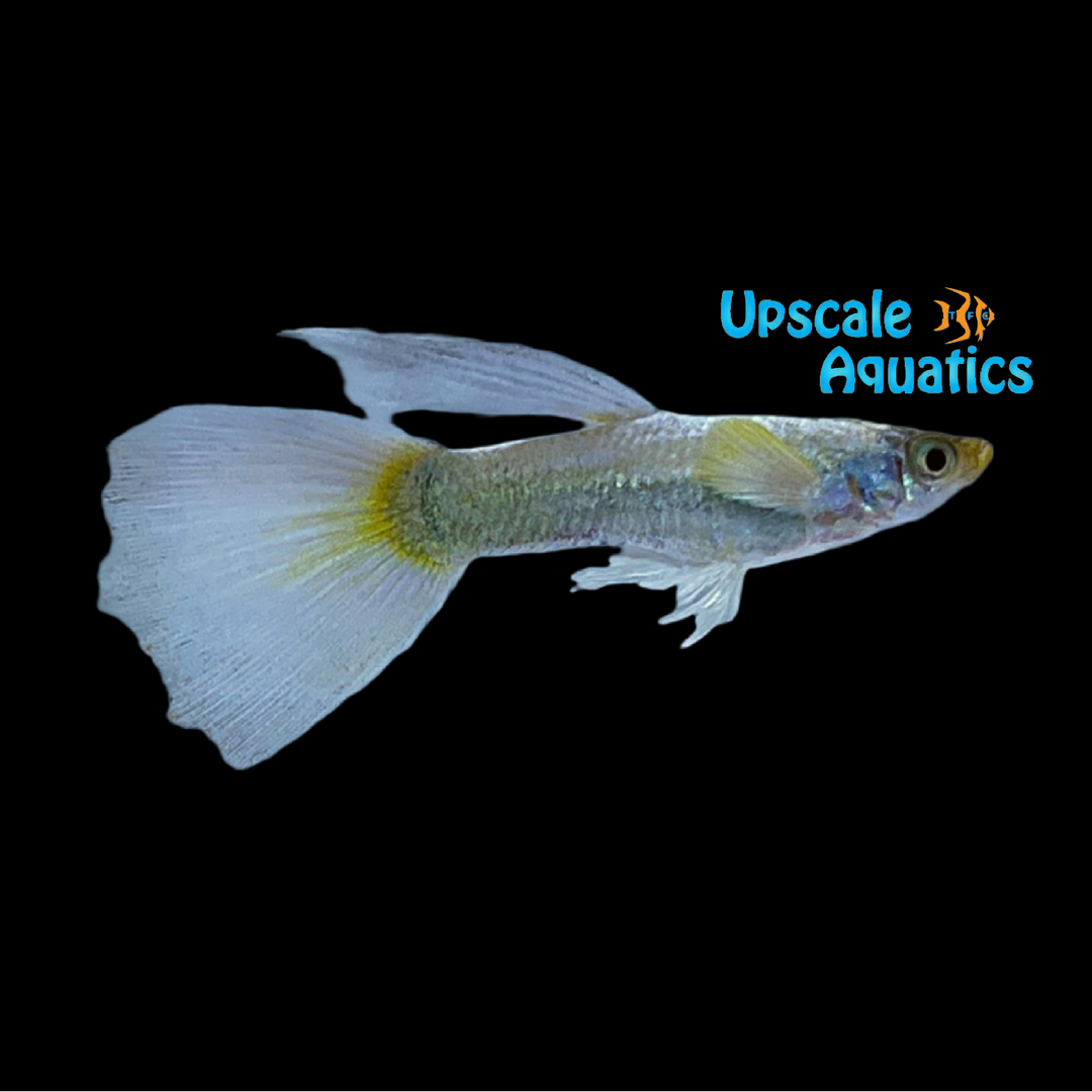 Champagne Jam Guppy (Poecilia reticulata)