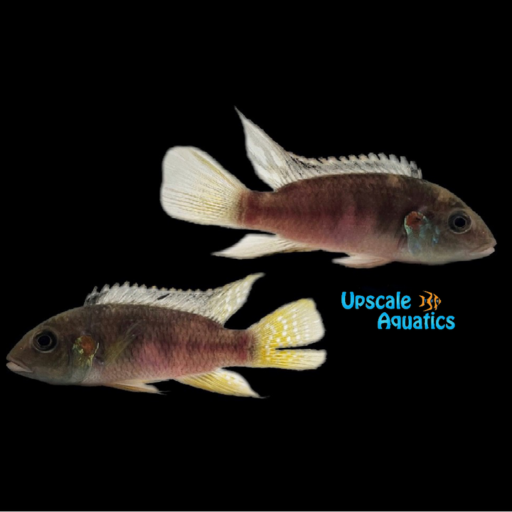 Benitochromis Nigrodorsalis 'Ndonga'