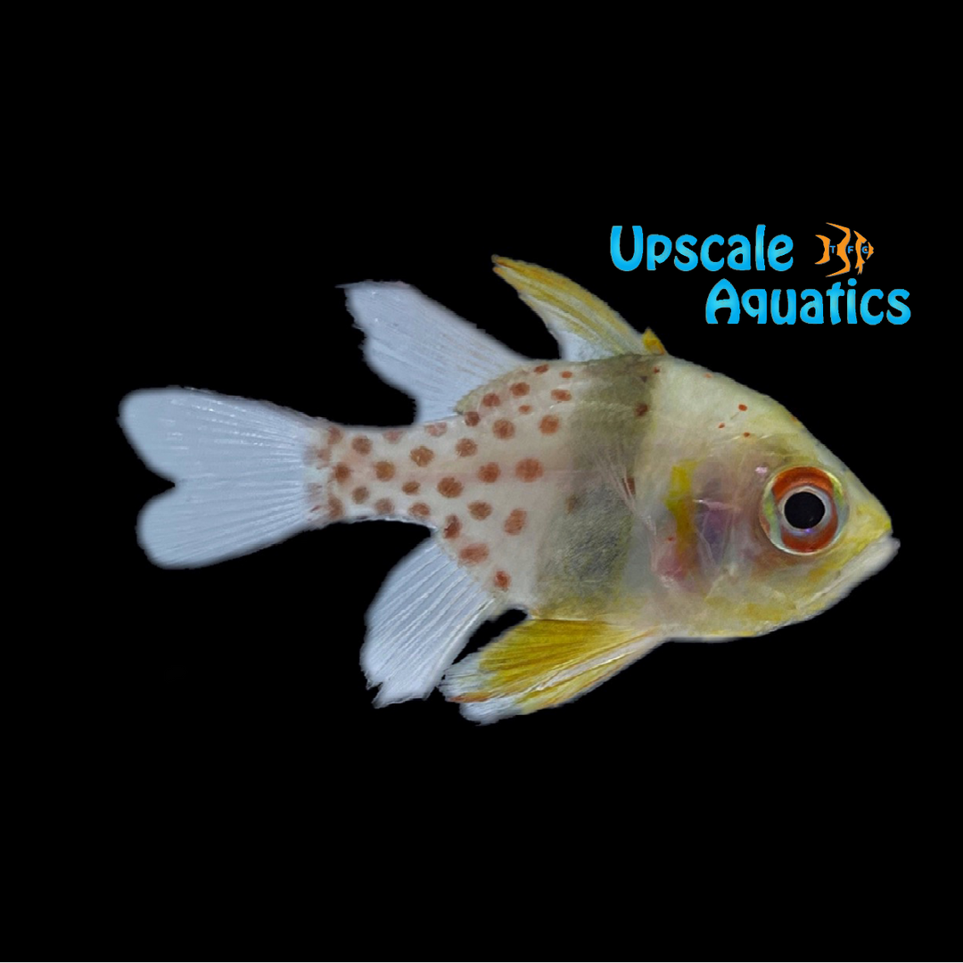 Pajama Cardinalfish (Sphaeramia nematoptera)