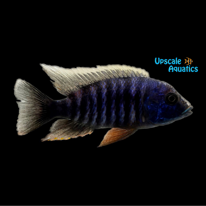 Blue Regal 'Cobue' Peacock (Aulonocara stuartgranti 'cobue')