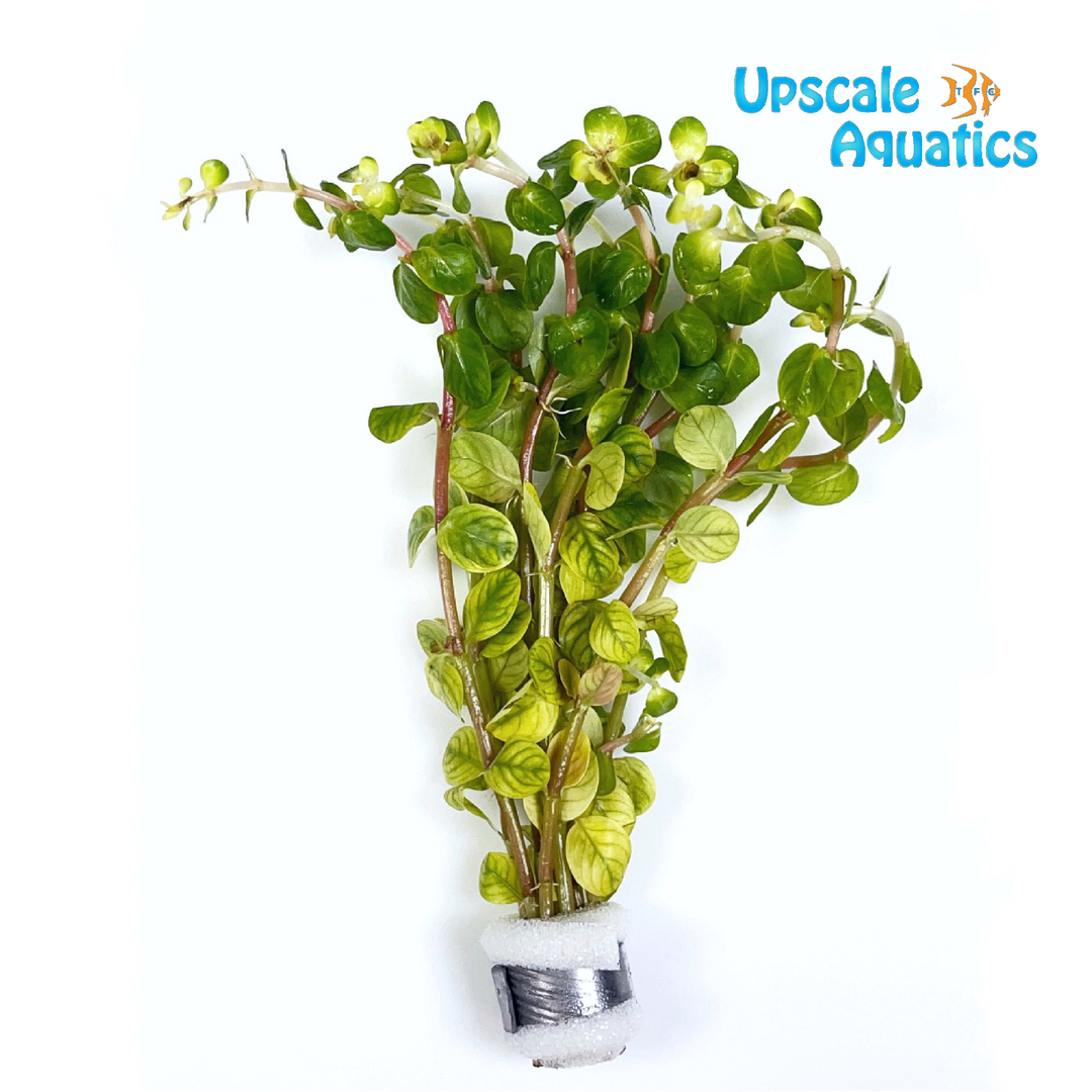 Fujian Rotala (Rotala rotundifolia fujian)
