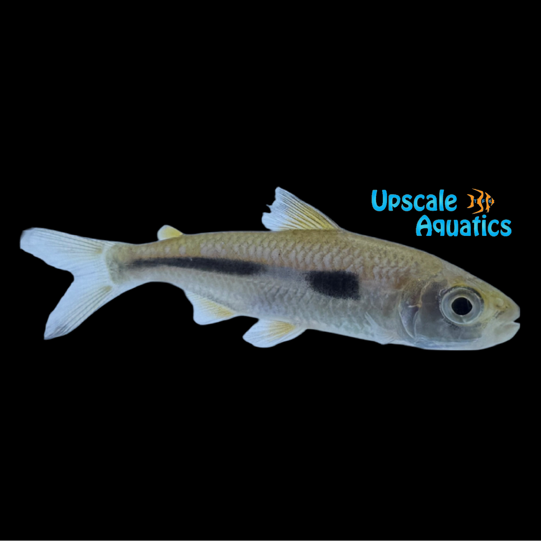 Boulenger's Featherfin Tetra (Bryconaethiops boulengeri)
