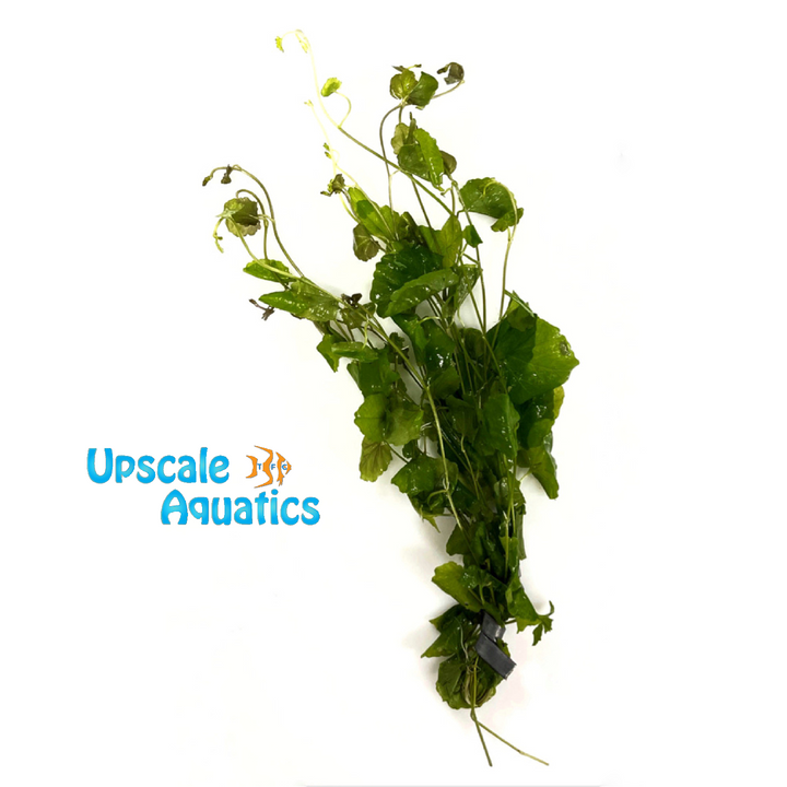 Cardamina Lyrata sp. Indo