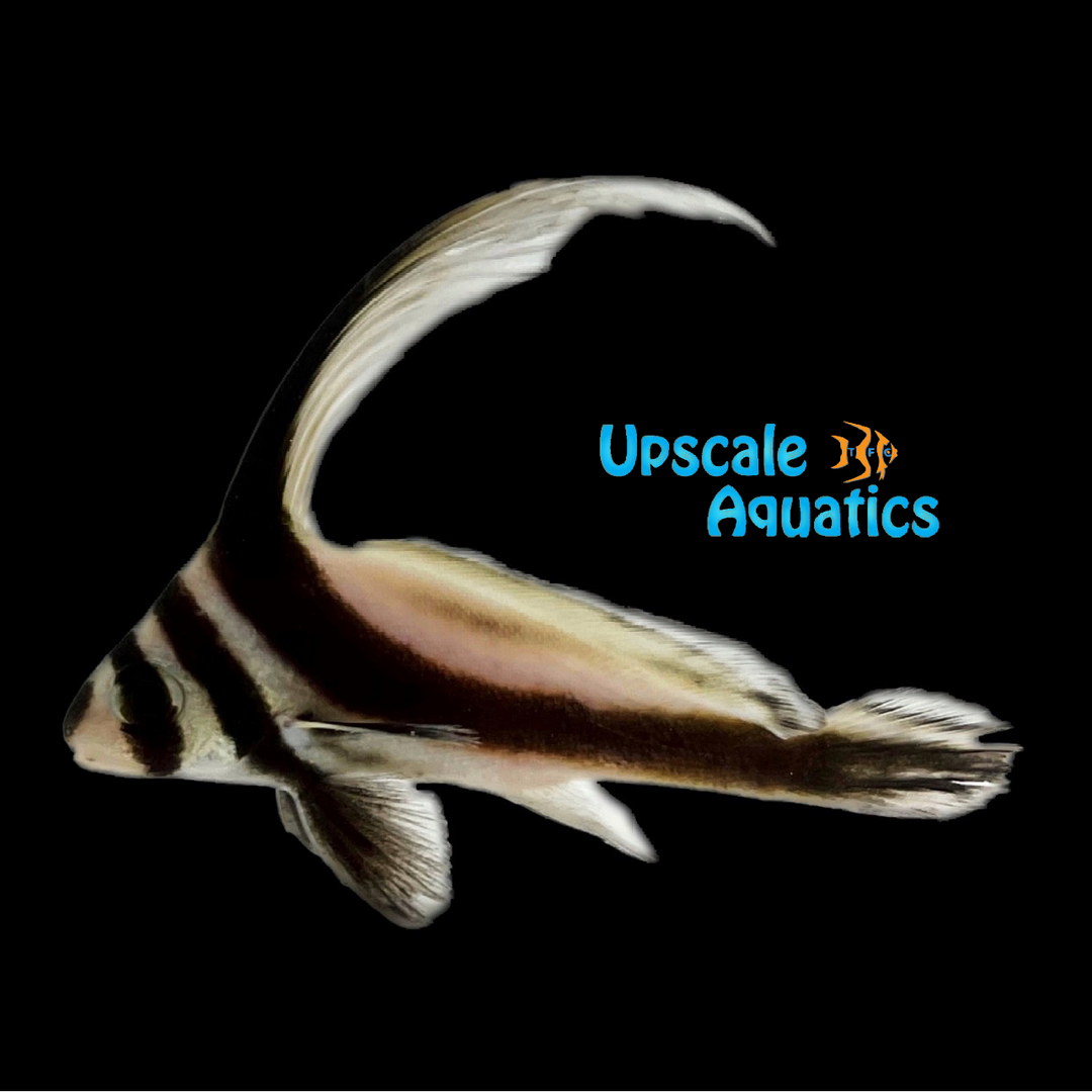 Jackknife Drum (Equetus lanceolatus)