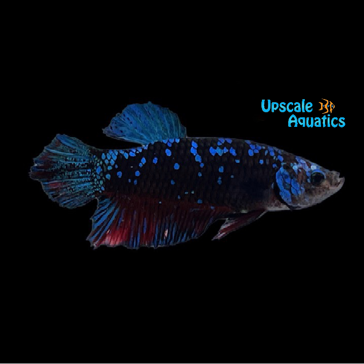 Avatar Plakat Betta - Male (Betta splendens)