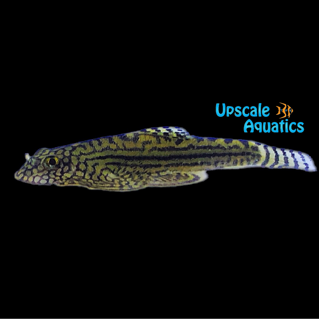 Reticulated Hillstream Loach (Sewellia lineolata)