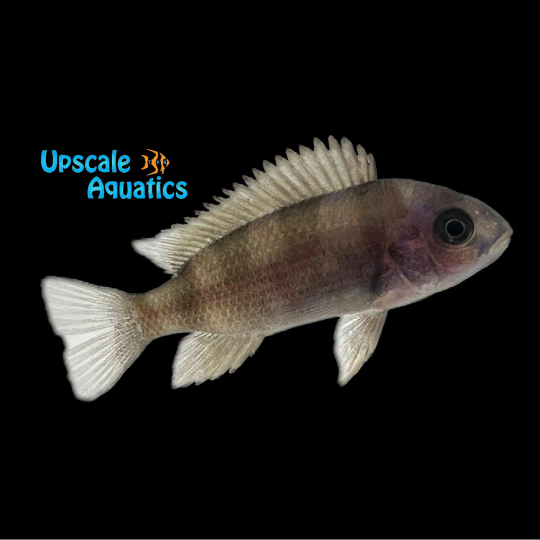 Kansombo Blue Frontosa (Cyphotilapia gibberosa 'Kansombo')