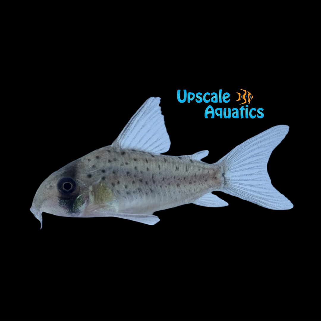 Fairy Spotted Cory (Corydoras atropersonatus)