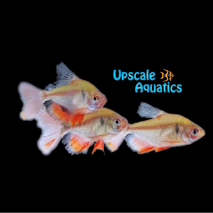 Longfin Serpae Tetra (Hyphessobrycon serpae)