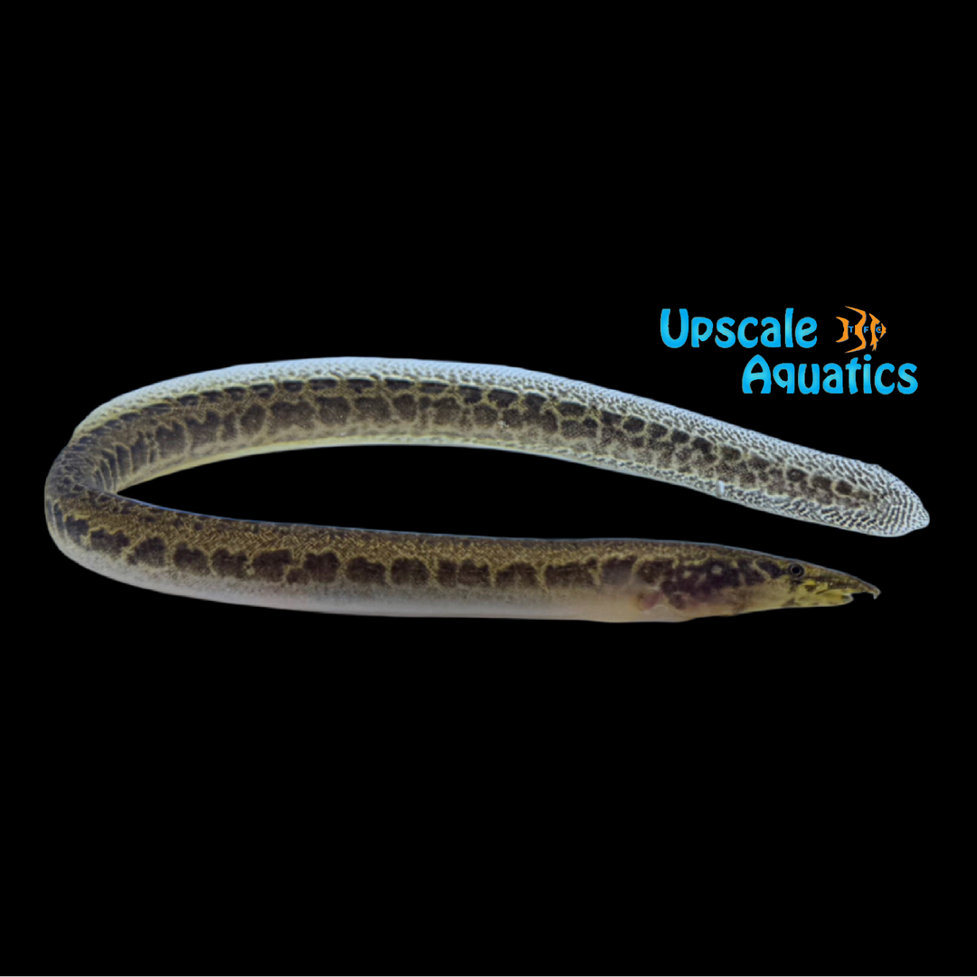 Nigerian Spiny Eel (Mastacembelus cryptacanthus)