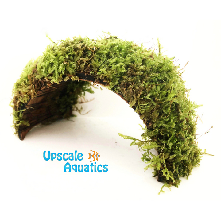 Christmas Moss Bridge (Vesicularia montagnei)