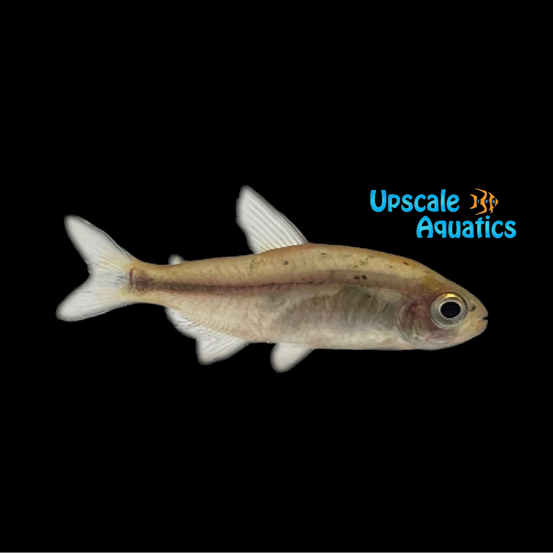 Infernal Tetra (Hyphessobrycon infernalis)