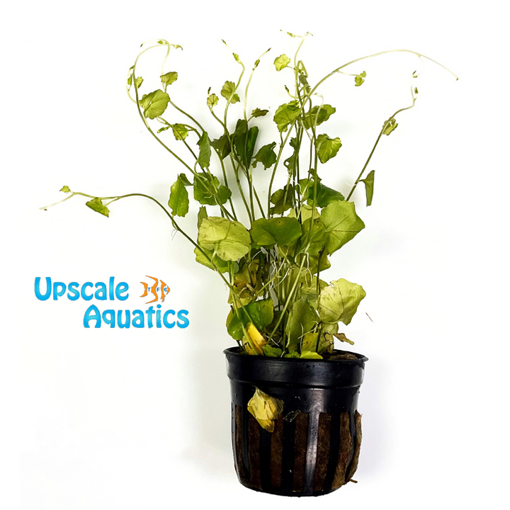 Cardamina Lyrata sp. Indo