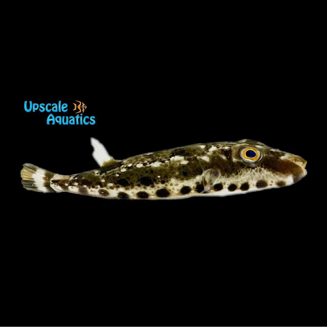 Bandtail Puffer (Sphoeroides spengleri)