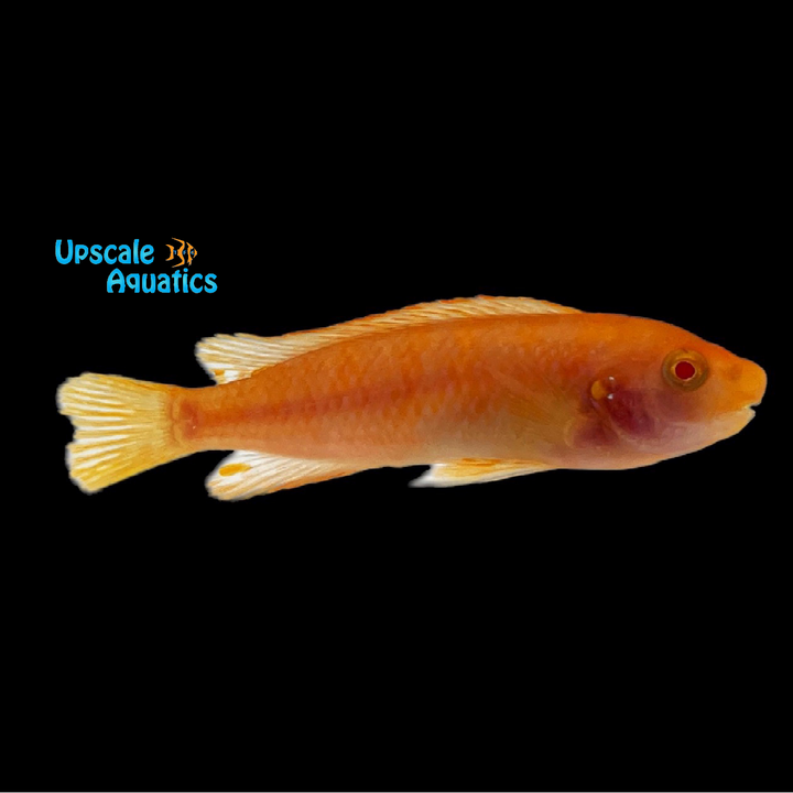Albino Red Top Trewavasae (Labeotropheus trewavasae red top albino)