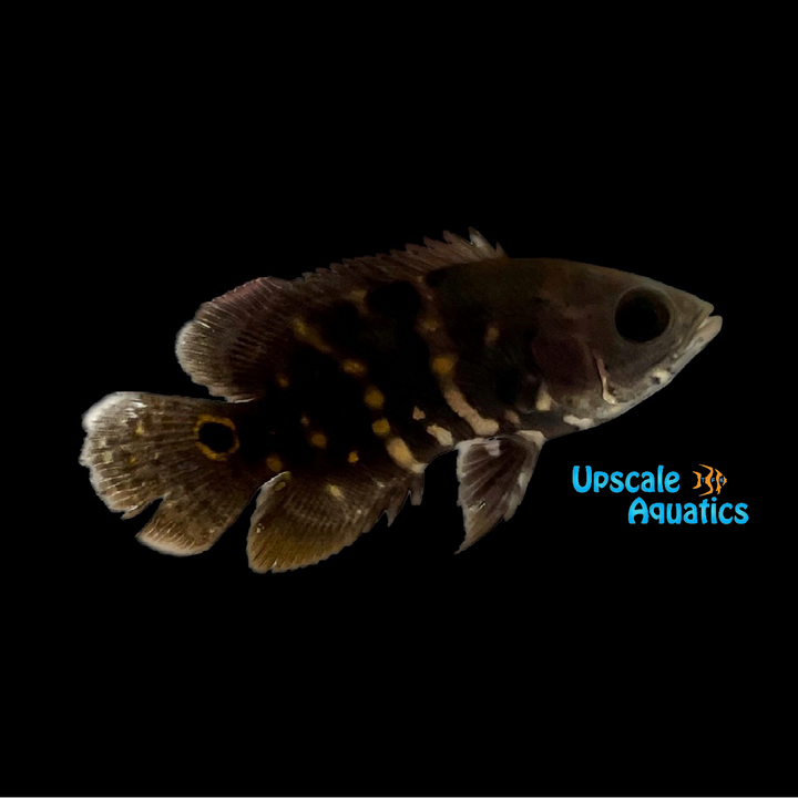 Bumblebee Oscar (Astronotus crassipinnis)