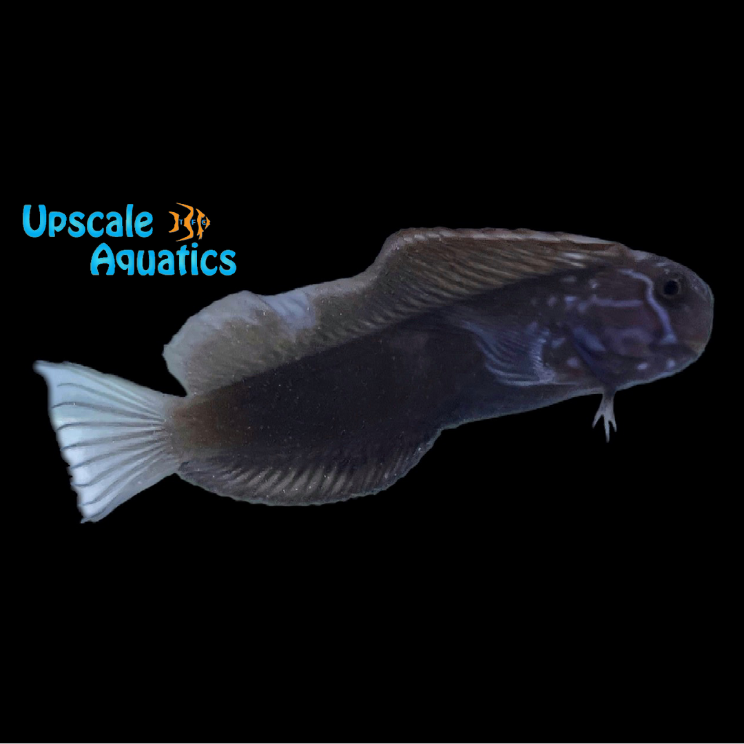 Tribal Blenny (Ecsenius namiyei)