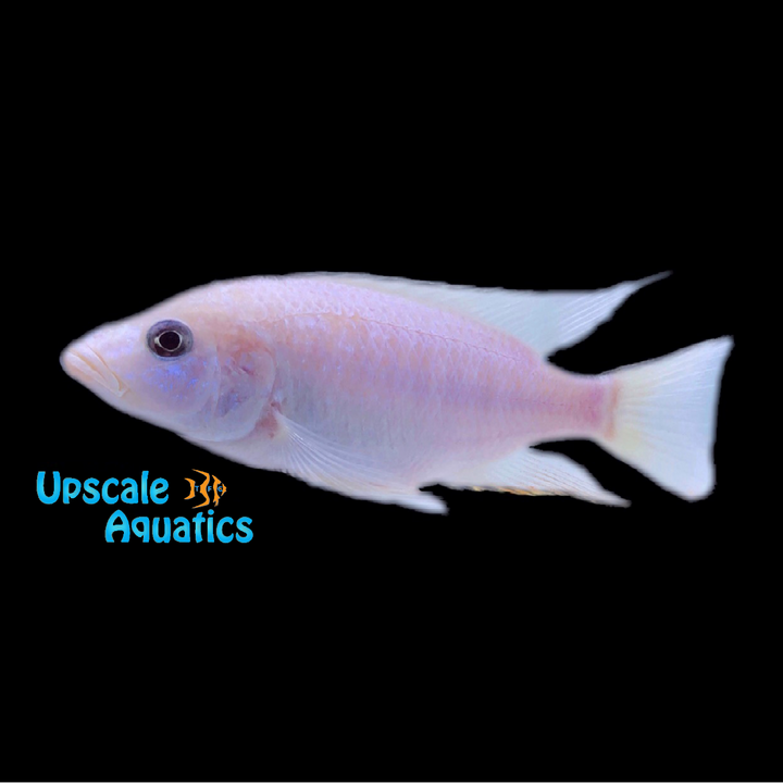 White Knight Cichlid 'Albino Ahli' (Sciaenochromis sp.)