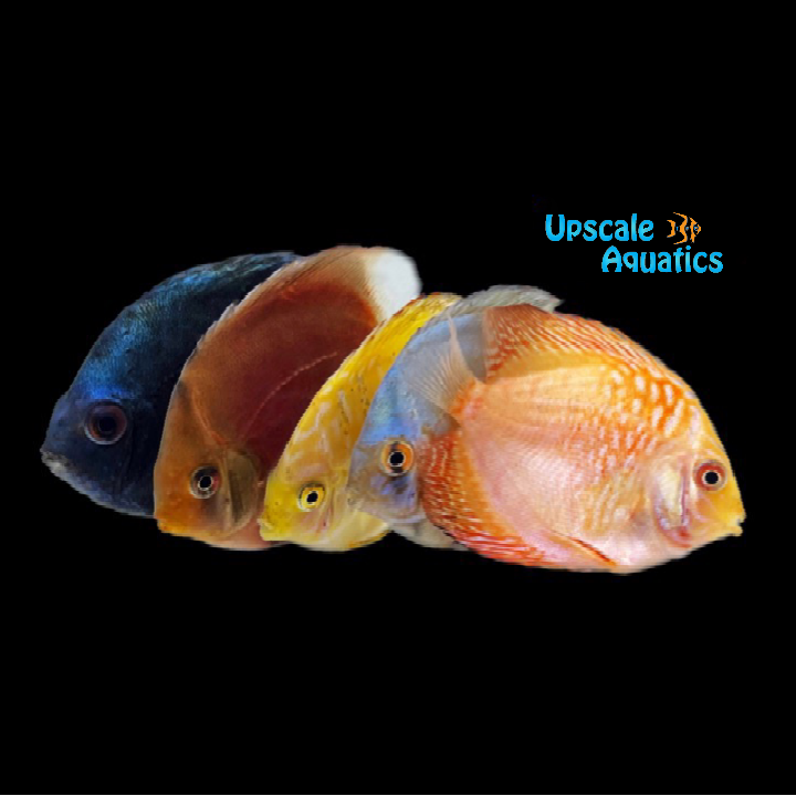 Assorted Discus (Symphysodon sp.)