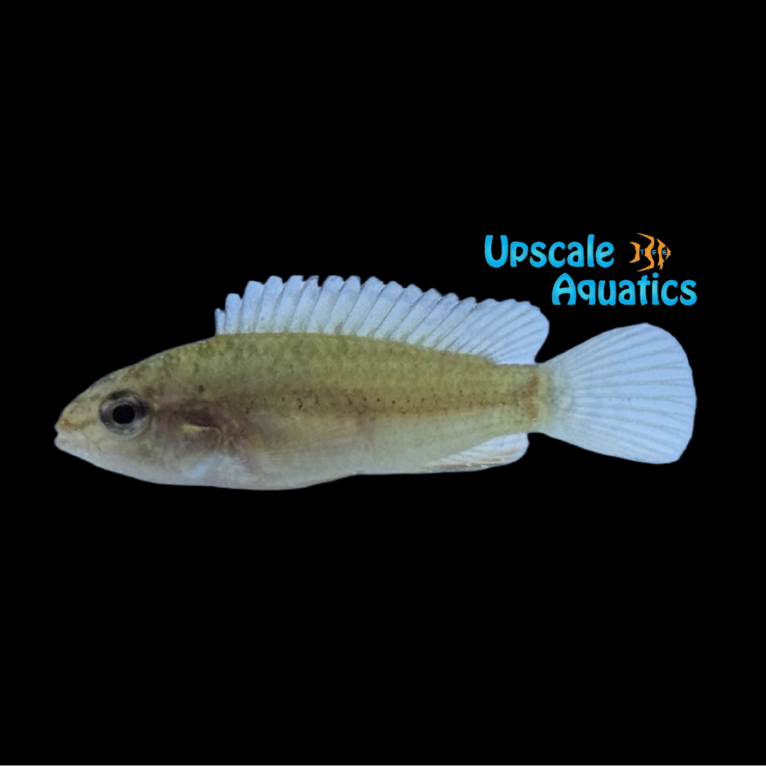 Apistogramma Kullanderi