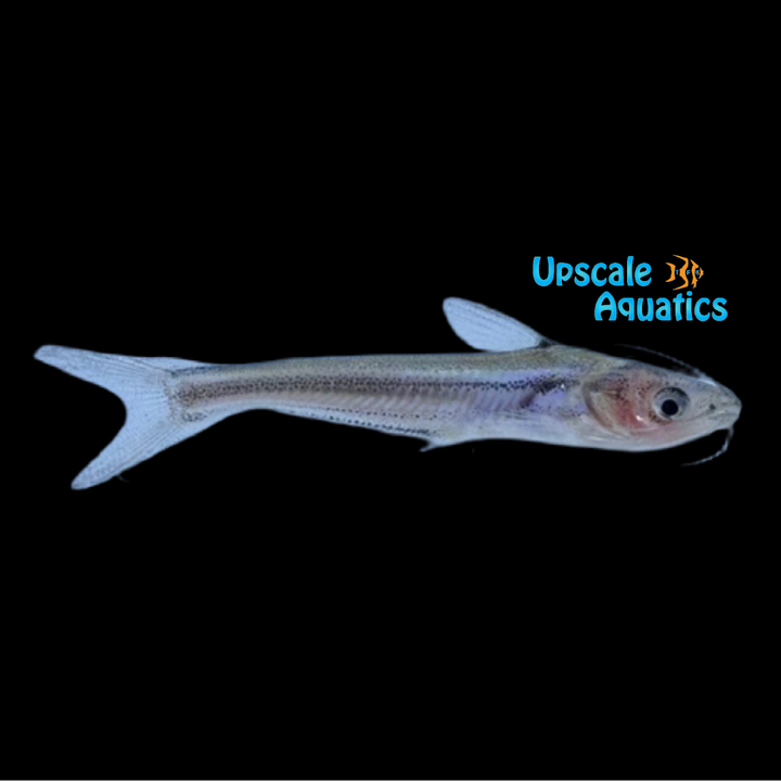 Dwarf Iridescent Shark (Pseudeutropius brachypopterus)