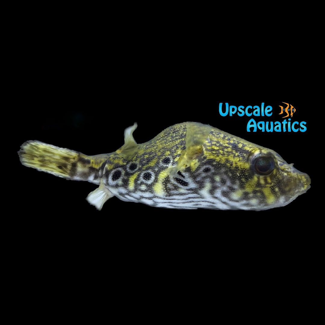 Humpback Dragon Puffer (Pao palembangensis)