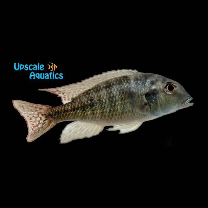 Red Fin Lethrinops (Lethrinops marginatus)