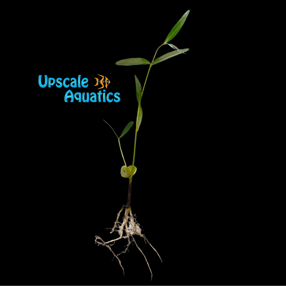Black Mangrove Plant (Avicenna germinans)