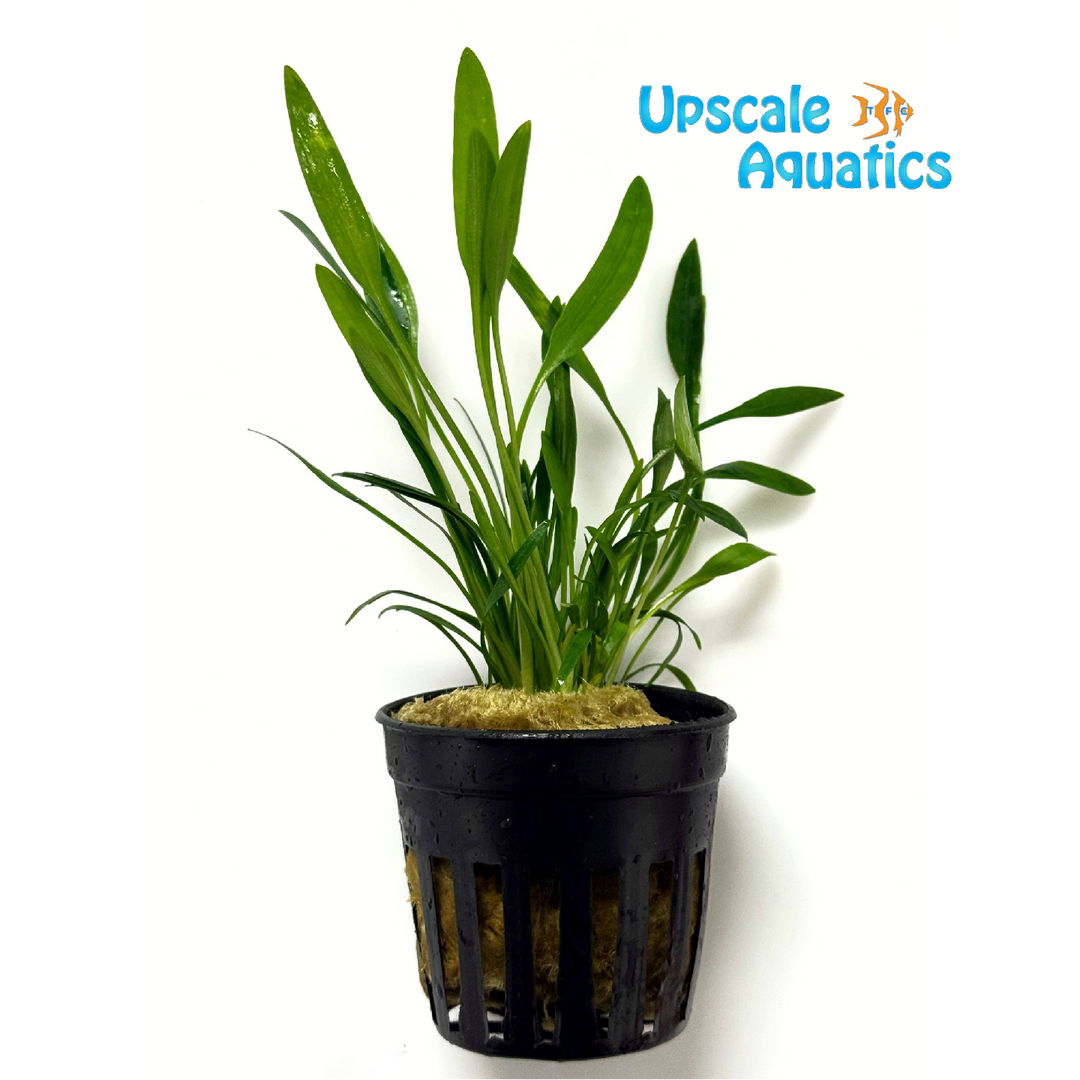 Lucens Crypt. (Cryptocoryne lucens)