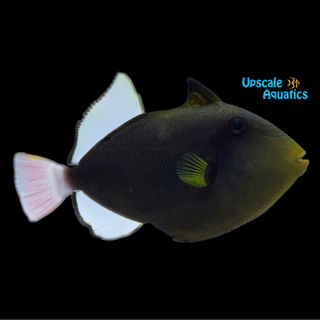 Pinktail Trigger (Melichthys vidua)