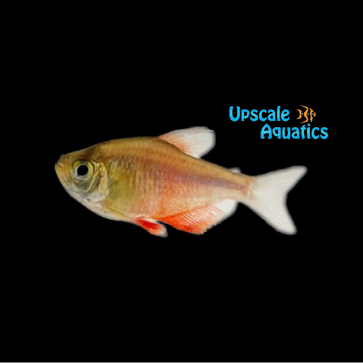 Orange Von Rio Tetra (Hyphessobrycon flammeus)