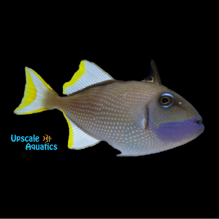 Blue Jaw Trigger - Male (Xanthichthys auromarginatus)