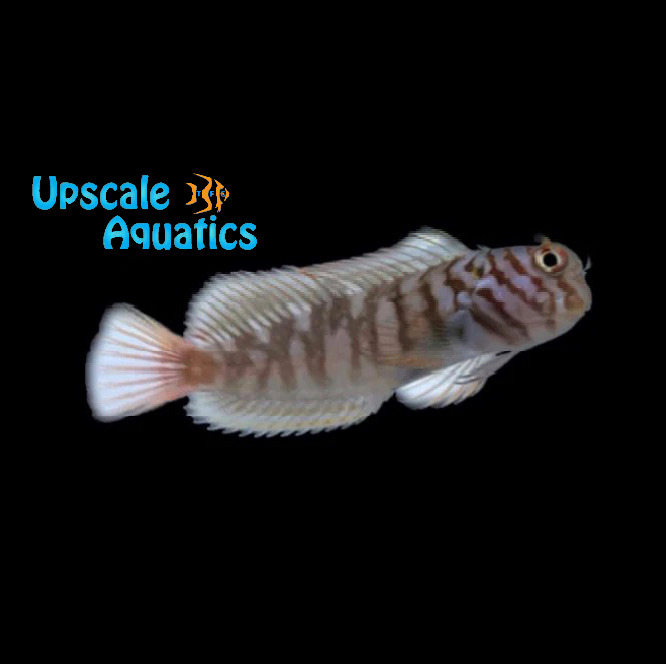 Barred Combtooth Blenny (Cirripectes polyzona)